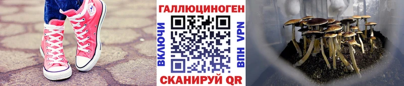 как найти   Набережные Челны  Псилоцибиновые грибы Cubensis 